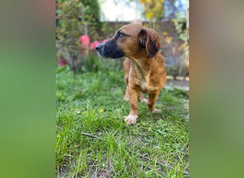 CANELA