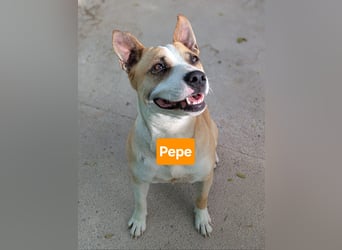 PEPE