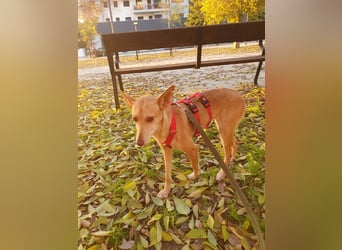 ODA (auf Pflege in 79361 Sasbach-Jechtingen)