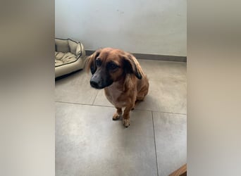 CANELA