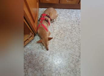 ODA (auf Pflege in 79361 Sasbach-Jechtingen)