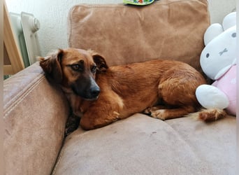 CANELA