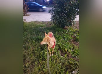 ODA (auf Pflege in 79361 Sasbach-Jechtingen)