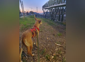 ODA (auf Pflege in 79361 Sasbach-Jechtingen)