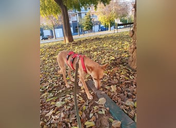 ODA (auf Pflege in 79361 Sasbach-Jechtingen)