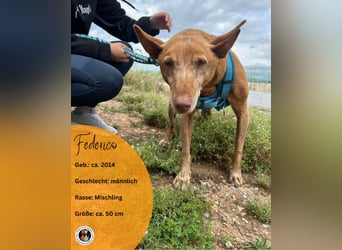 FEDERICO