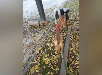 ODA (auf Pflege in 79361 Sasbach-Jechtingen)