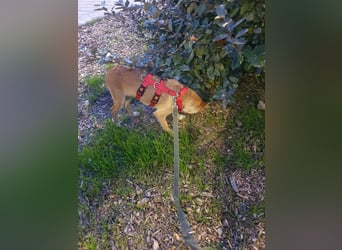 ODA (auf Pflege in 79361 Sasbach-Jechtingen)