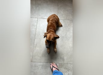 CANELA