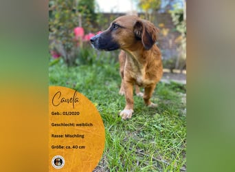 CANELA