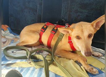 ODA (auf Pflege in 79361 Sasbach-Jechtingen)