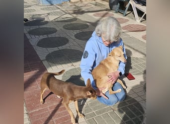 ODA (auf Pflege in 79361 Sasbach-Jechtingen)