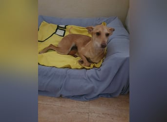 ODA (auf Pflege in 79361 Sasbach-Jechtingen)