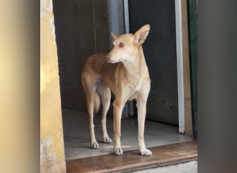 ODA (auf Pflege in 79361 Sasbach-Jechtingen)