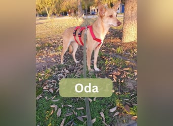 ODA (auf Pflege in 79361 Sasbach-Jechtingen)