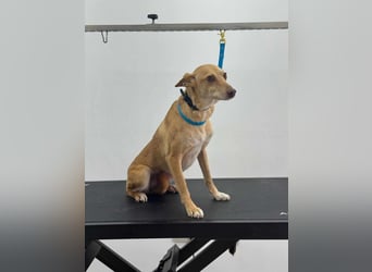 ODA (auf Pflege in 79361 Sasbach-Jechtingen)