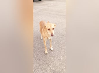 ODA (auf Pflege in 79361 Sasbach-Jechtingen)