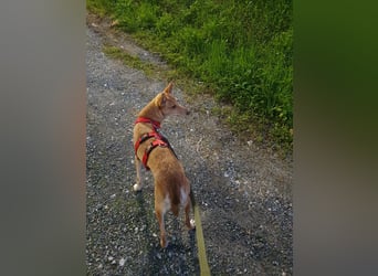 ODA (auf Pflege in 79361 Sasbach-Jechtingen)