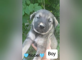 **NOBEL** WAS IST EIN KLEINES WELPENLEBEN IN RUMÄNIEN WERT❓❓ IM ZWEIFELSFALL, WIE MAN SIEHT NICHTS❗
