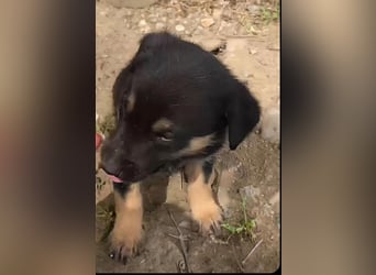 **LOGAN** wie viel ist ein kleines Welpenleben in Rumänien wertw2❓ Im Zweifelsfall garnichts ❗