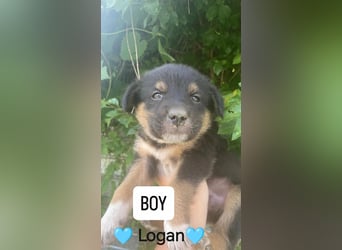 **LOGAN **- was ist ein kleines Hundeleben in Rumänien wert❓ im Zweifelsfall wie man sieht leider er