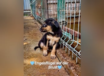 **LOGAN **- was ist ein kleines Hundeleben in Rumänien wert❓ im Zweifelsfall wie man sieht leider er