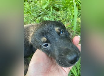 **LOGAN** wie viel ist ein kleines Welpenleben in Rumänien wertw2❓ Im Zweifelsfall garnichts ❗