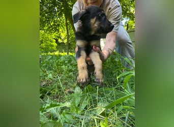 **LOGAN** wie viel ist ein kleines Welpenleben in Rumänien wertw2❓ Im Zweifelsfall garnichts ❗