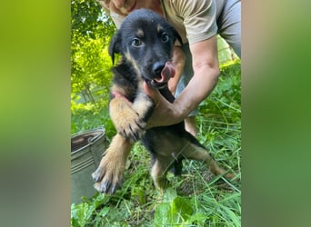 **LOGAN** wie viel ist ein kleines Welpenleben in Rumänien wertw2❓ Im Zweifelsfall garnichts ❗