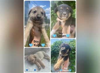 **LOGAN** wie viel ist ein kleines Welpenleben in Rumänien wertw2❓ Im Zweifelsfall garnichts ❗