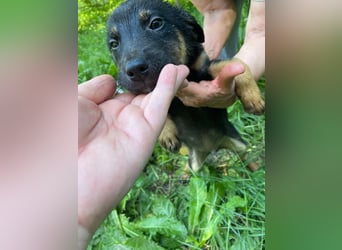 **LOGAN** wie viel ist ein kleines Welpenleben in Rumänien wertw2❓ Im Zweifelsfall garnichts ❗