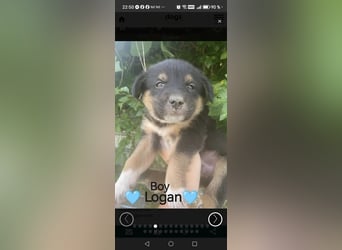 **LOGAN** wie viel ist ein kleines Welpenleben in Rumänien wertw2❓ Im Zweifelsfall garnichts ❗