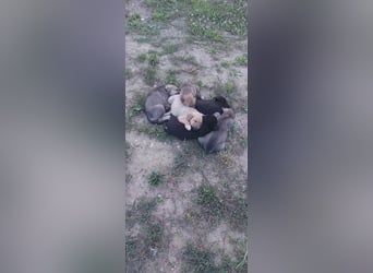 **LOGAN** wie viel ist ein kleines Welpenleben in Rumänien wertw2❓ Im Zweifelsfall garnichts ❗