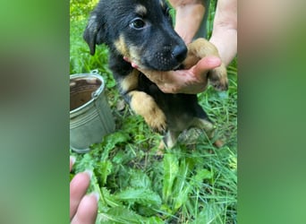 **LOGAN** wie viel ist ein kleines Welpenleben in Rumänien wertw2❓ Im Zweifelsfall garnichts ❗