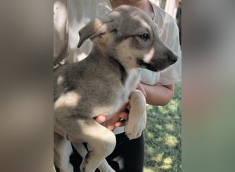 **LOGAN **- was ist ein kleines Hundeleben in Rumänien wert❓ im Zweifelsfall wie man sieht leider er