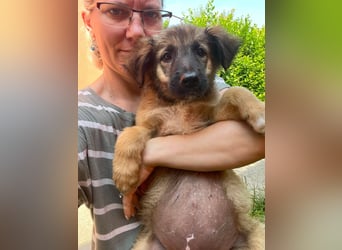 BEAR - sucht ihr Für-immer-Zuhause