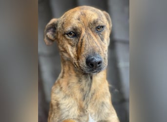 MOLLY - aufgewecktes Hundemädchen