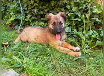 BEAR - sucht ihr Für-immer-Zuhause