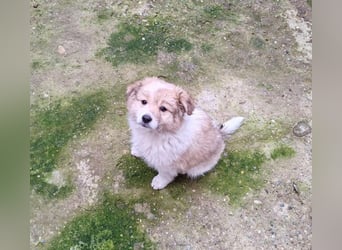 EDUARD - kleine Knutschkugel