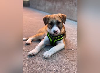 KOA - Traumzuhause gesucht
