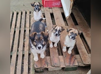 ZANNY - sanfte Seele sucht ein Zuhause *reserviert*