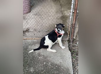 MELODY - Traumzuhause gesucht