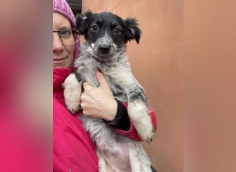 SADIE - Traumzuhause gesucht