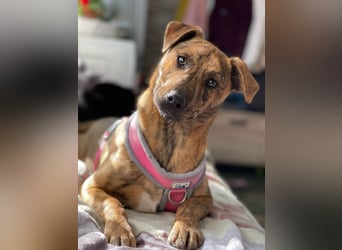 MOLLY - aufgewecktes Hundemädchen