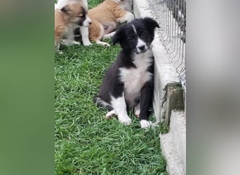AGATHA - sucht ihr Für-immer-Zuhause