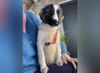 SUKI - hübsche Hundedame