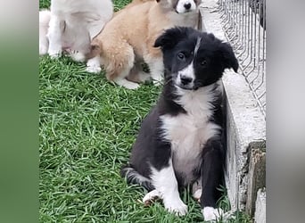 AGATHA - sucht ihr Für-immer-Zuhause