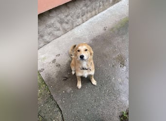 CRUMPET - verspielte Schönheit