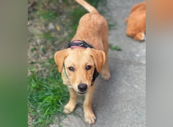 AMBER - tolles Hundemädchen