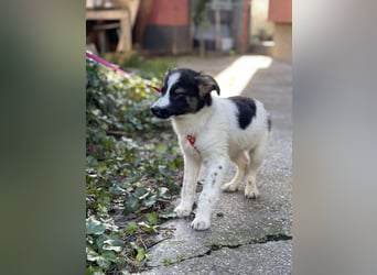 SUKI - hübsche Hundedame